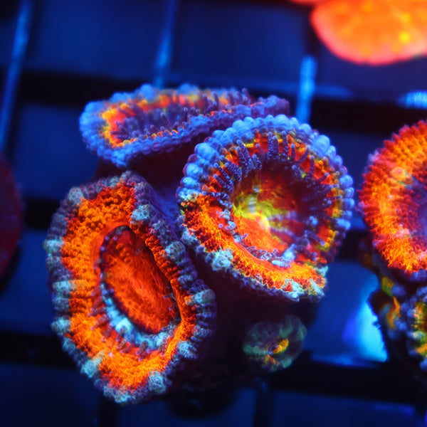 Insane TCK Two Faced Quantum Realm / Awesome Orange Acan Graft