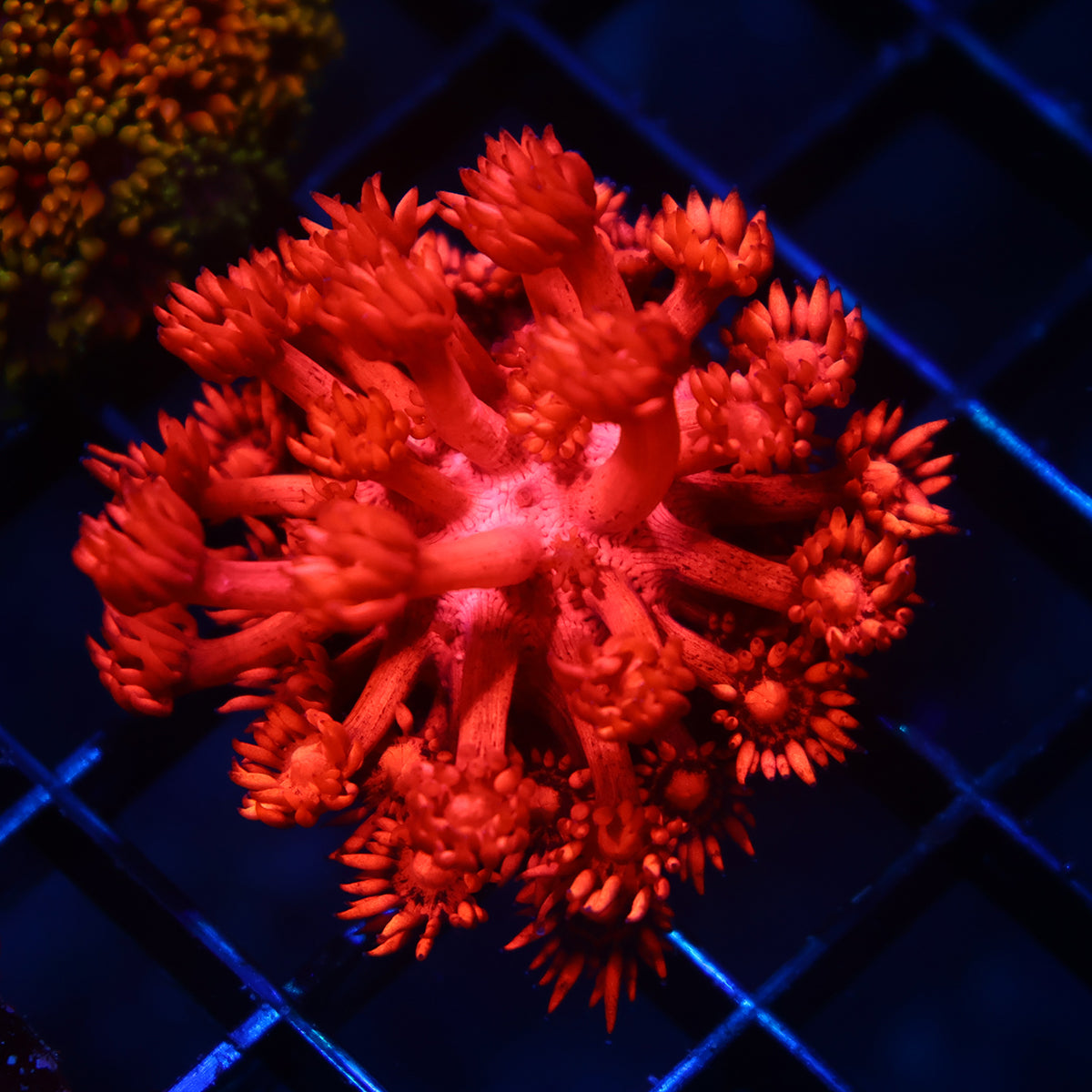 TCK Ruby Red Goni