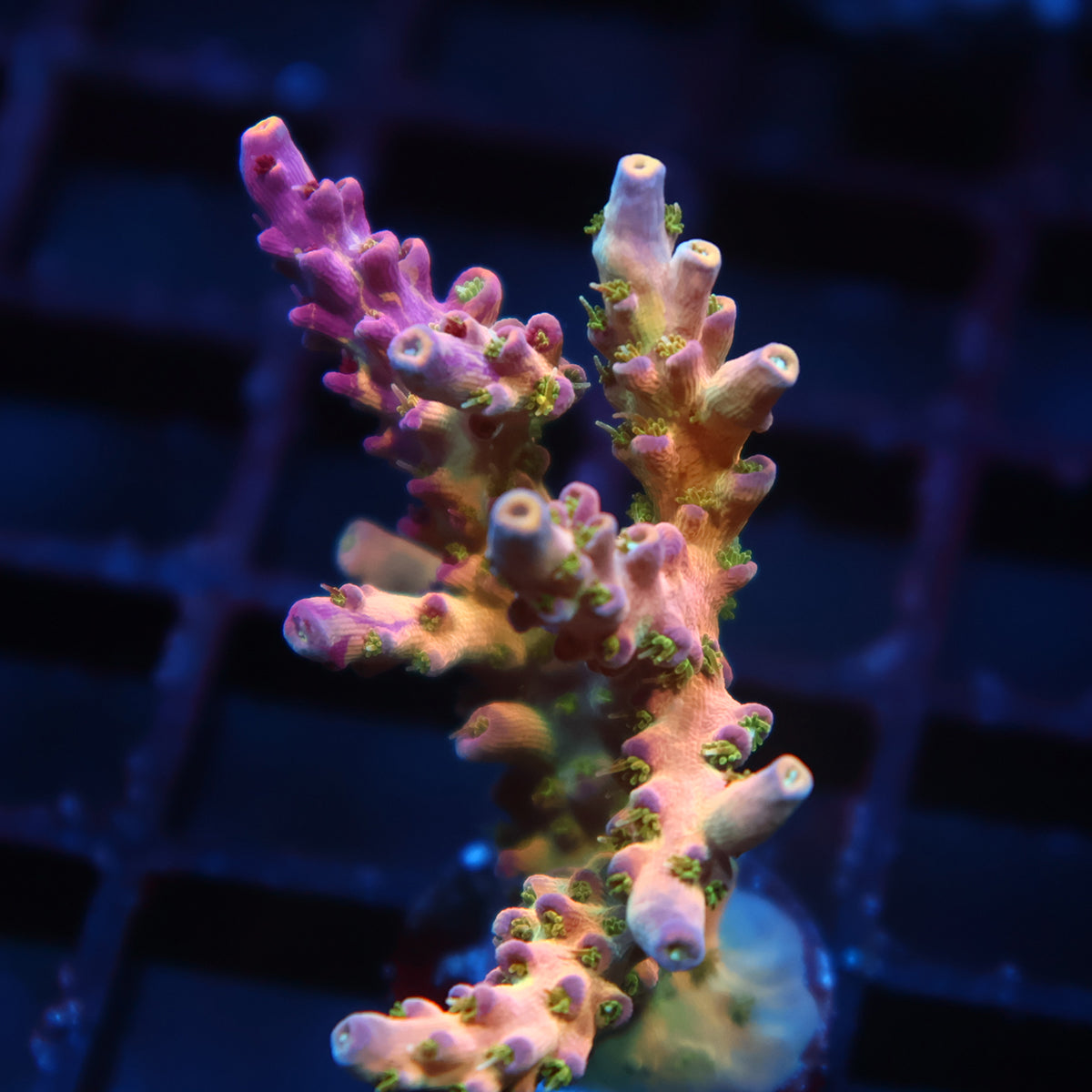 Lg TCK Grafted Kaleidoscope