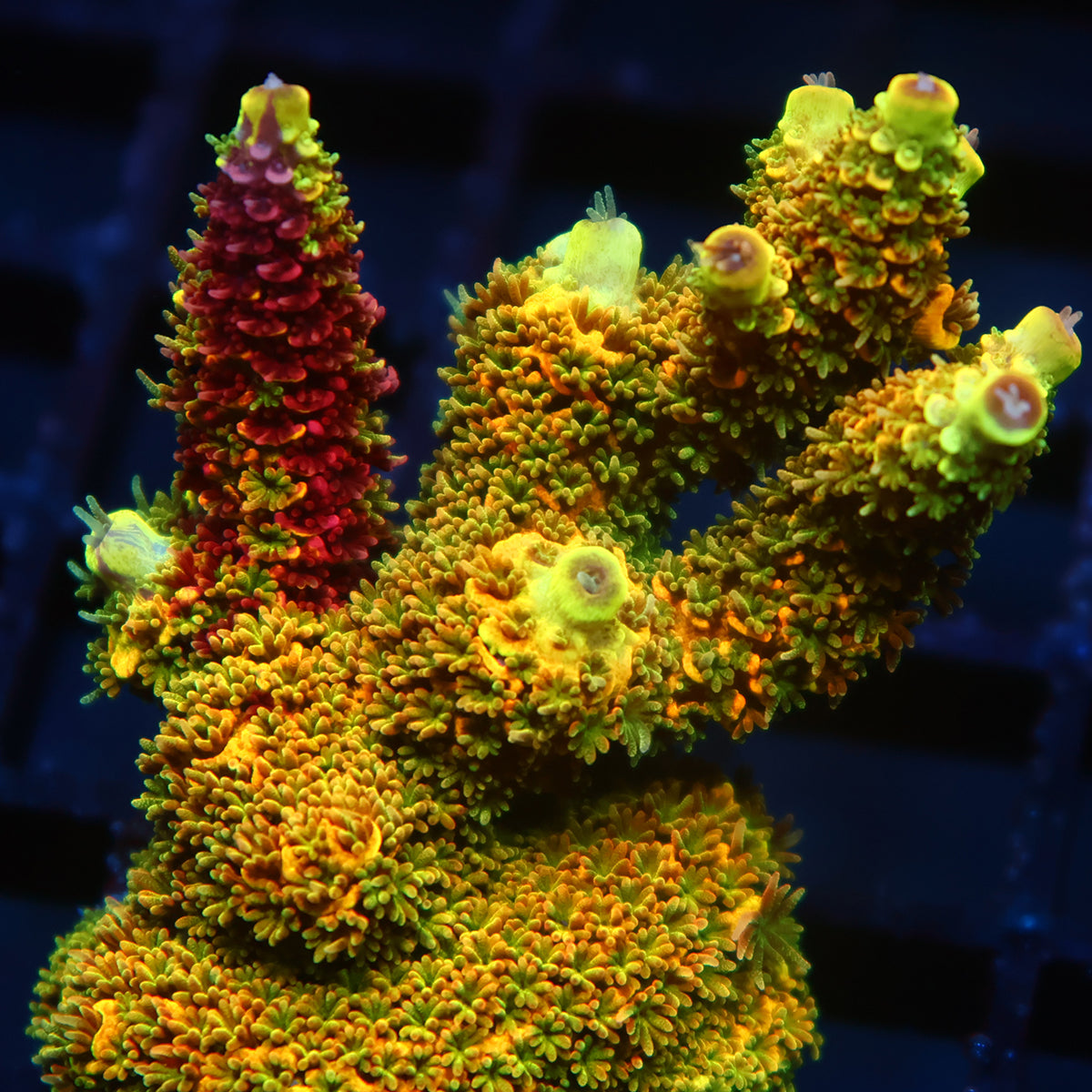 TEST AUCTION - NEW WIDGET
