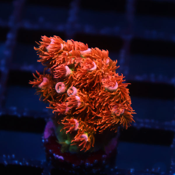 Lg TCK Fiery Fluffball Tenuis