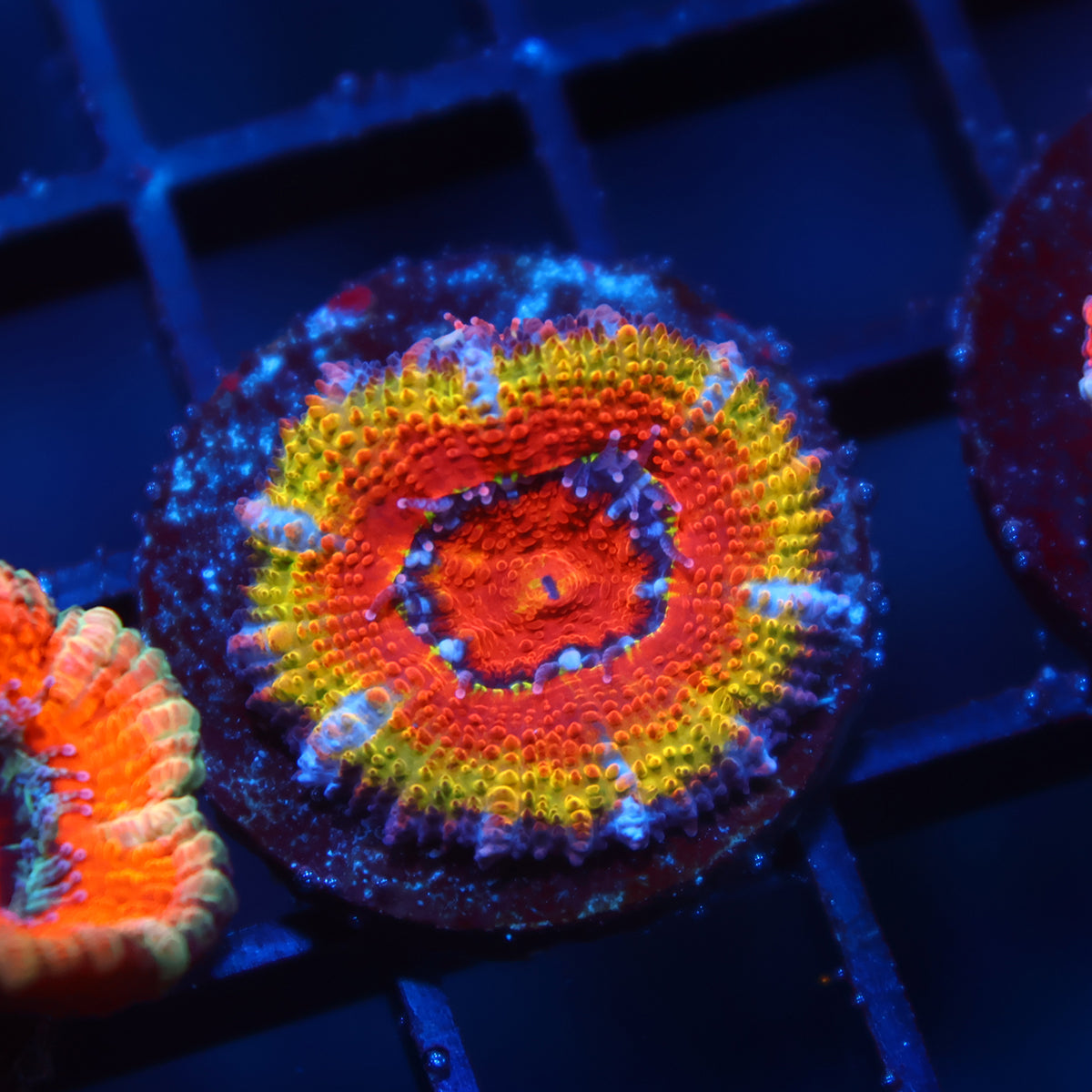 TCK Rainbow Rim Acan Lord