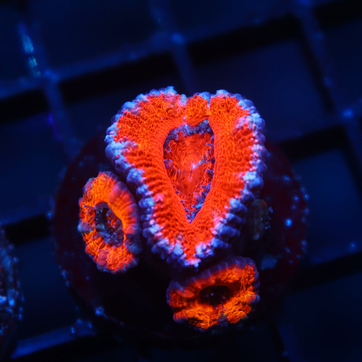 TCK Red Acan Lord