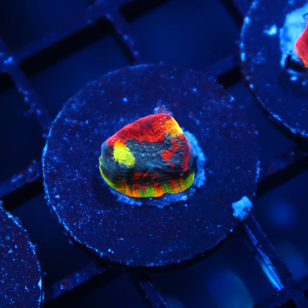 TCK Crazy Rainbow Chalice