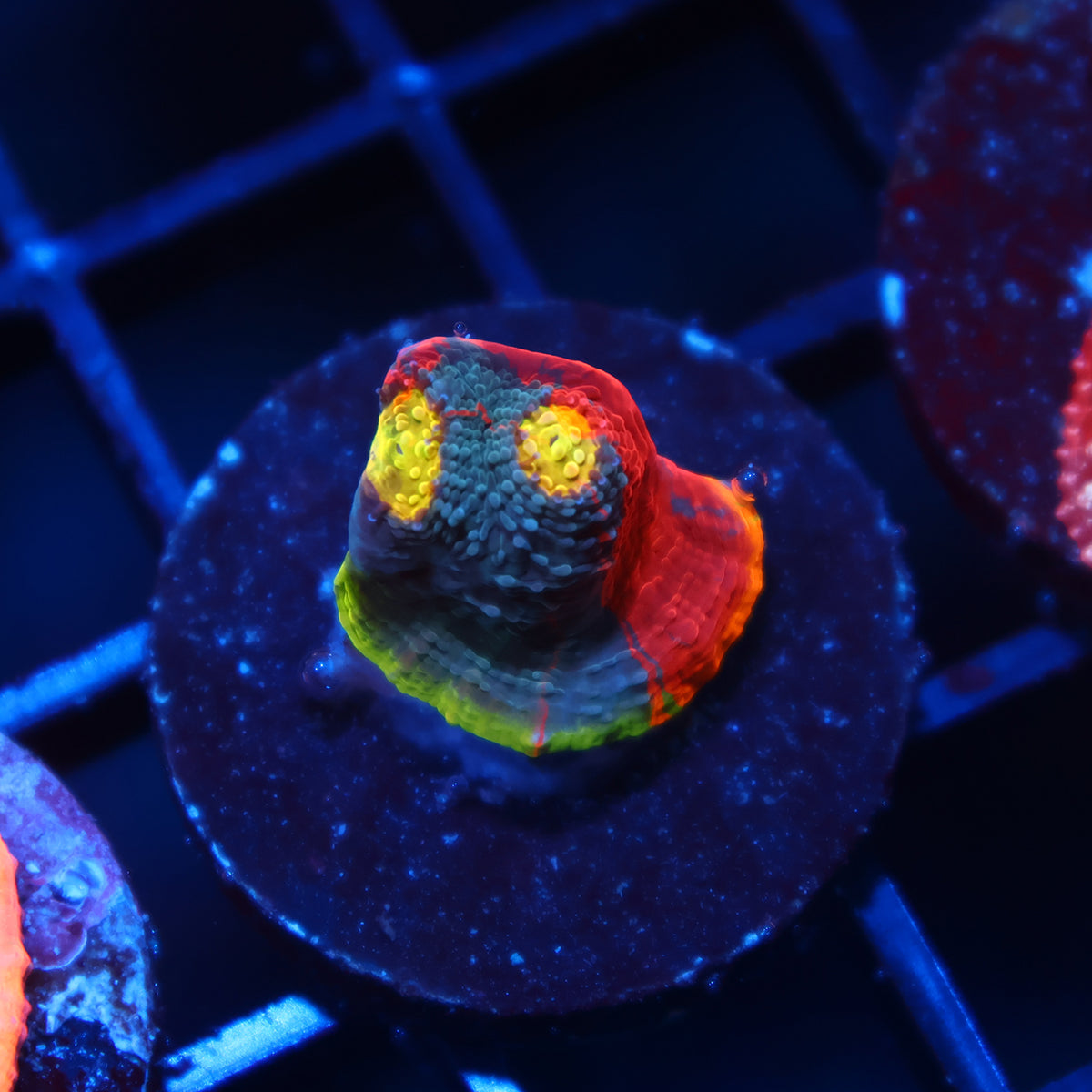 TCK Ultimate Rainbow Chalice