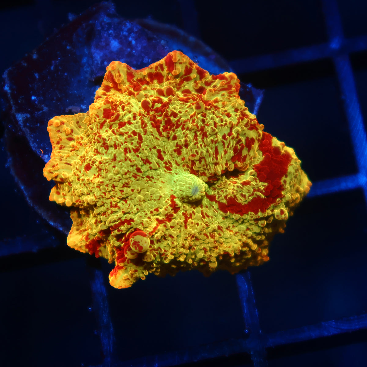 Mythical Corals Eclectus Bounce Mushroom
