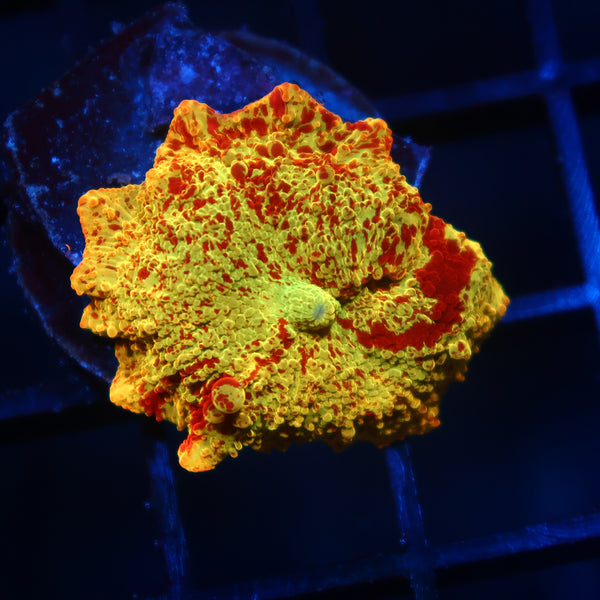 Mythical Corals Eclectus Bounce Mushroom