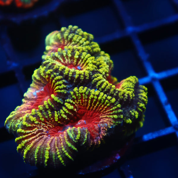 TCK Mayan Sun Favia