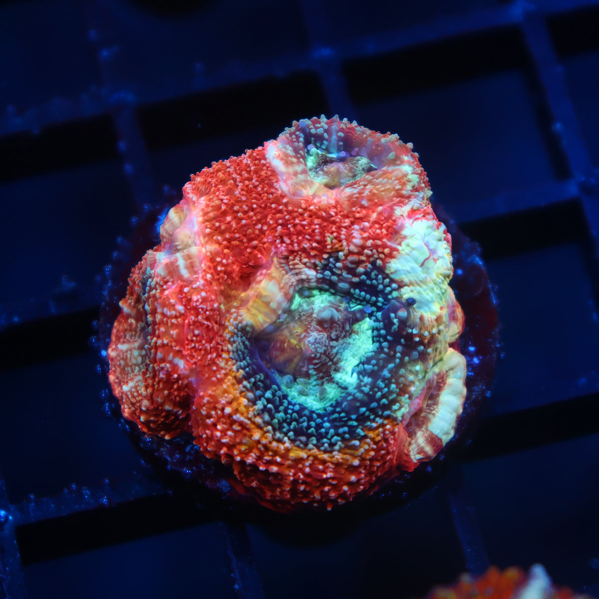 TCK Rainbow Bowerbanki