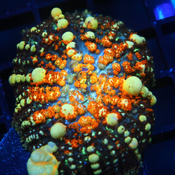 Juicy TCK Powerball Bounce Mushroom