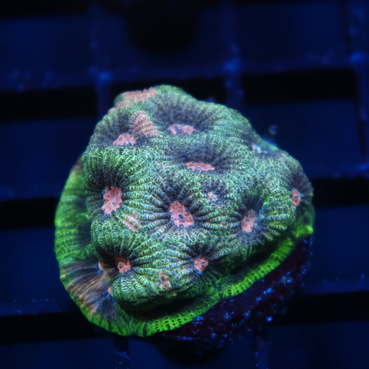 TCK Sparkly Green Favia