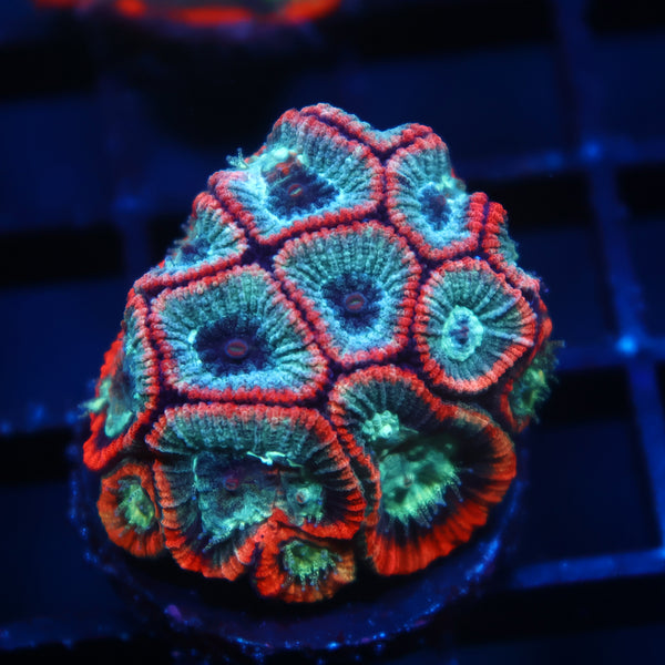TCK Teal and Pink Micro Favia