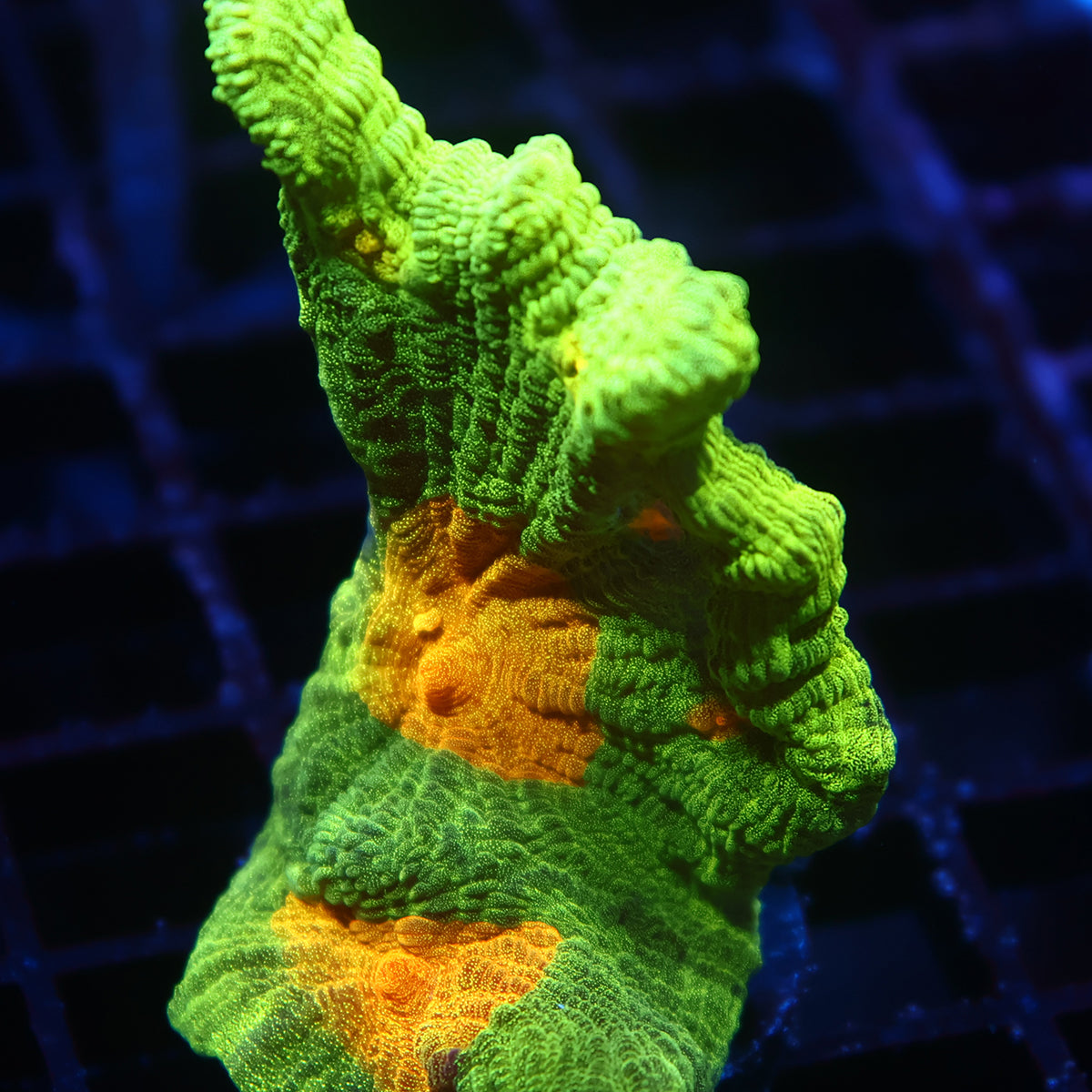 Space Invader Pectinia