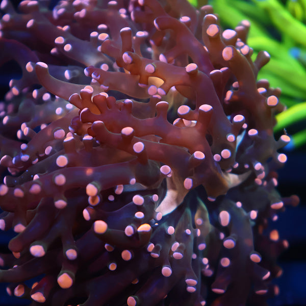 TCK Branching Peach Frogspawn
