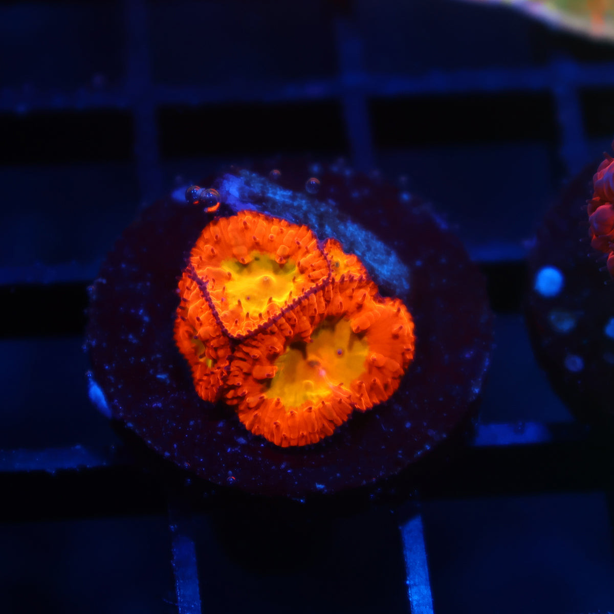WWC OG Rainbow Blastos