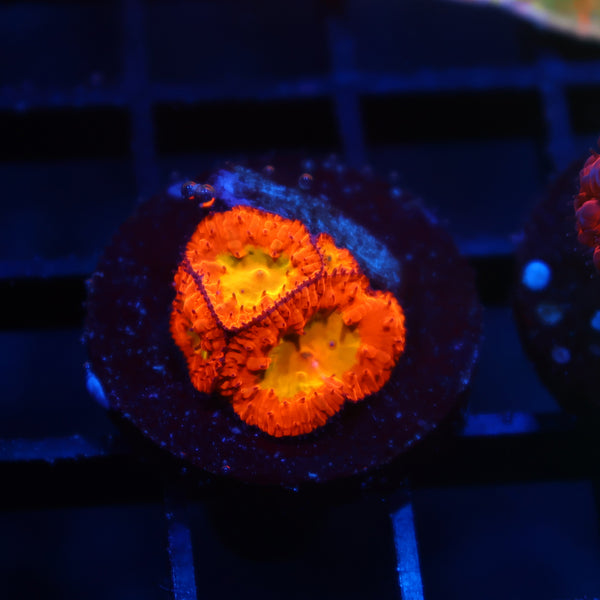WWC OG Rainbow Blastos