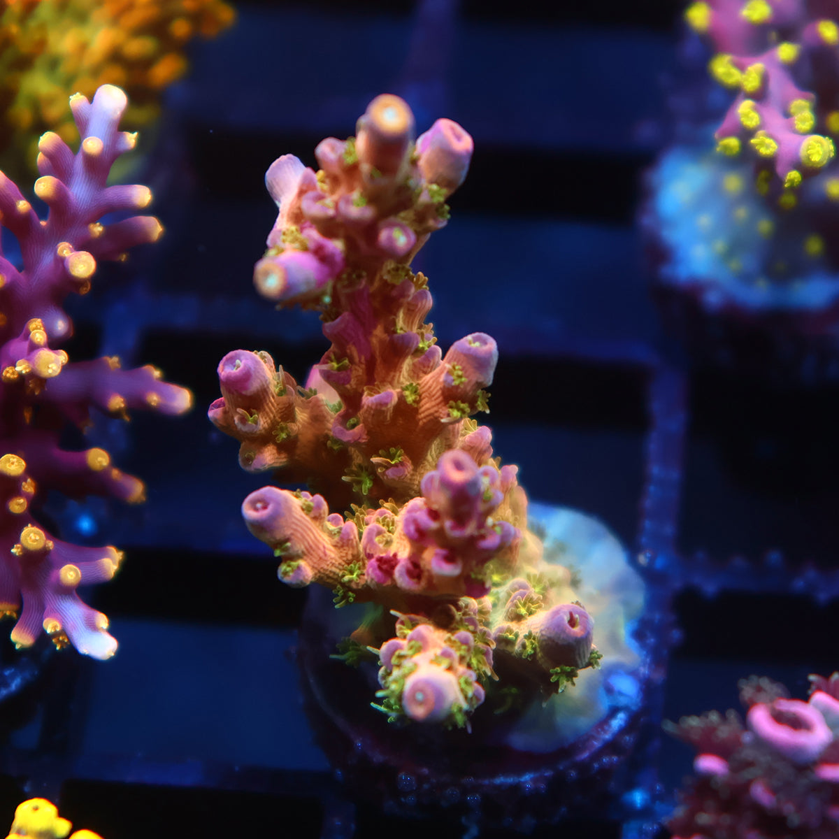 Insane TCK Grafted Kaleidoscope
