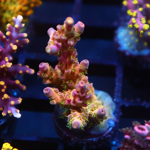 Insane TCK Grafted Kaleidoscope