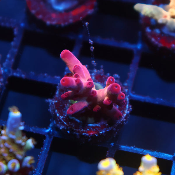 TCK Poisonberry Granulosa
