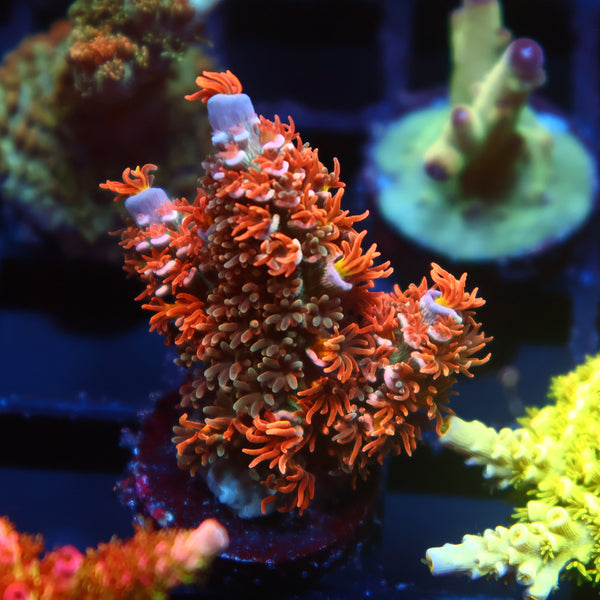 TCK Fiery Fluffball Tenuis