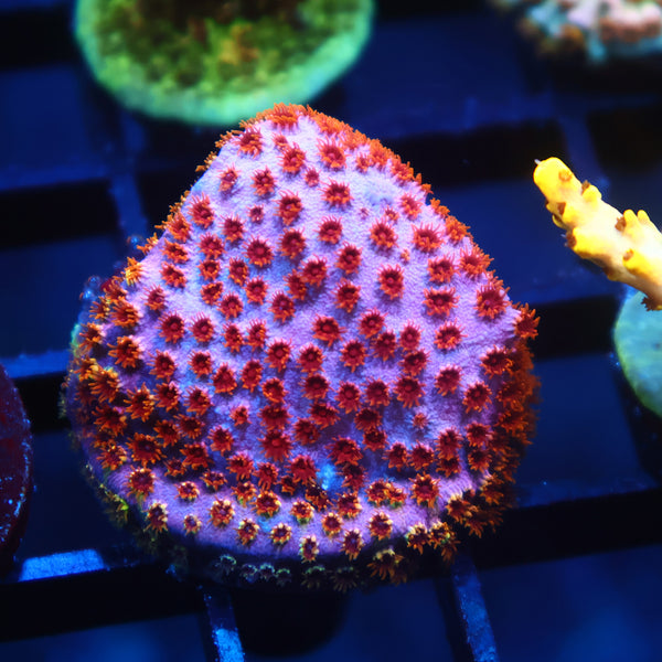 Skittles Bomb Cyphastrea