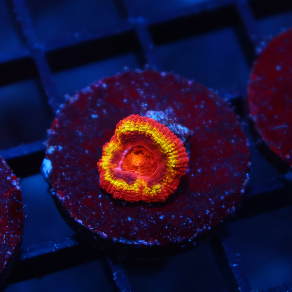 TCK OG Black Hole Sun Acan Lord