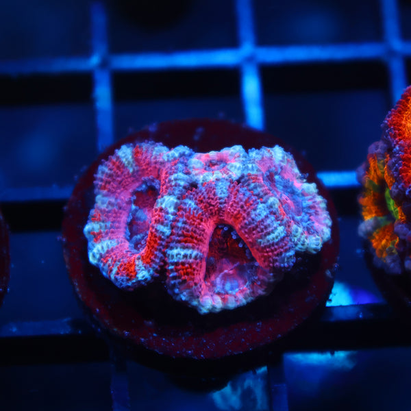 TCK Pink Acan Lord