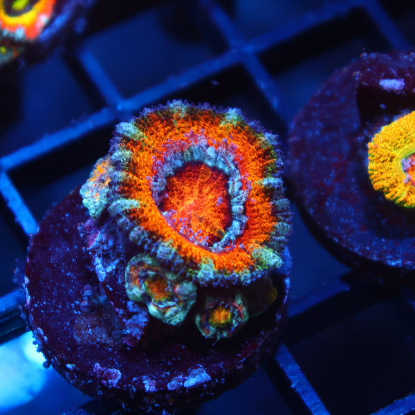 TCK Awesome Orange Acan Lord