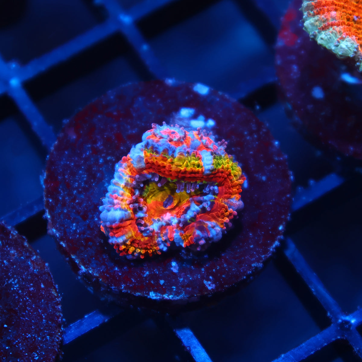 TCK Insanity Rainbow Acan Lord