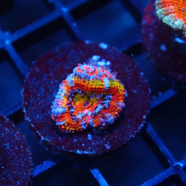 TCK Insanity Rainbow Acan Lord