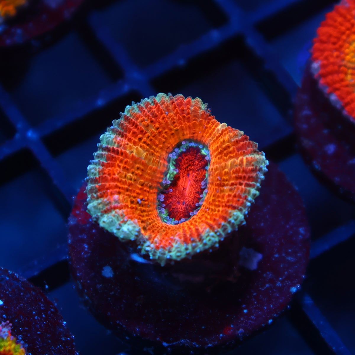 TCK Fluffy Orange Acan Lord