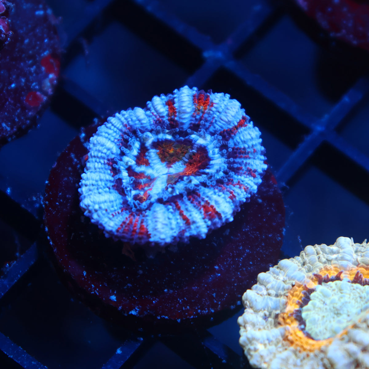 TCK Fruity Striped Acan Lord