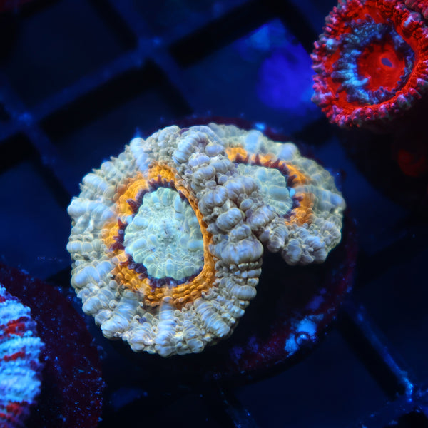 TCK Ring of Power Asia Acan Lord