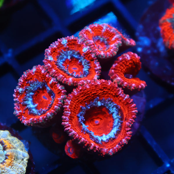 TCK Red Acan Lord