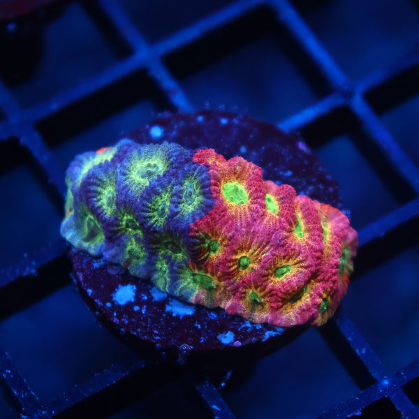 JF Dayglo Favia