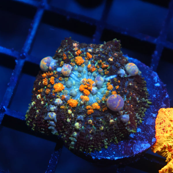 TCK Powerball Bounce Mushroom