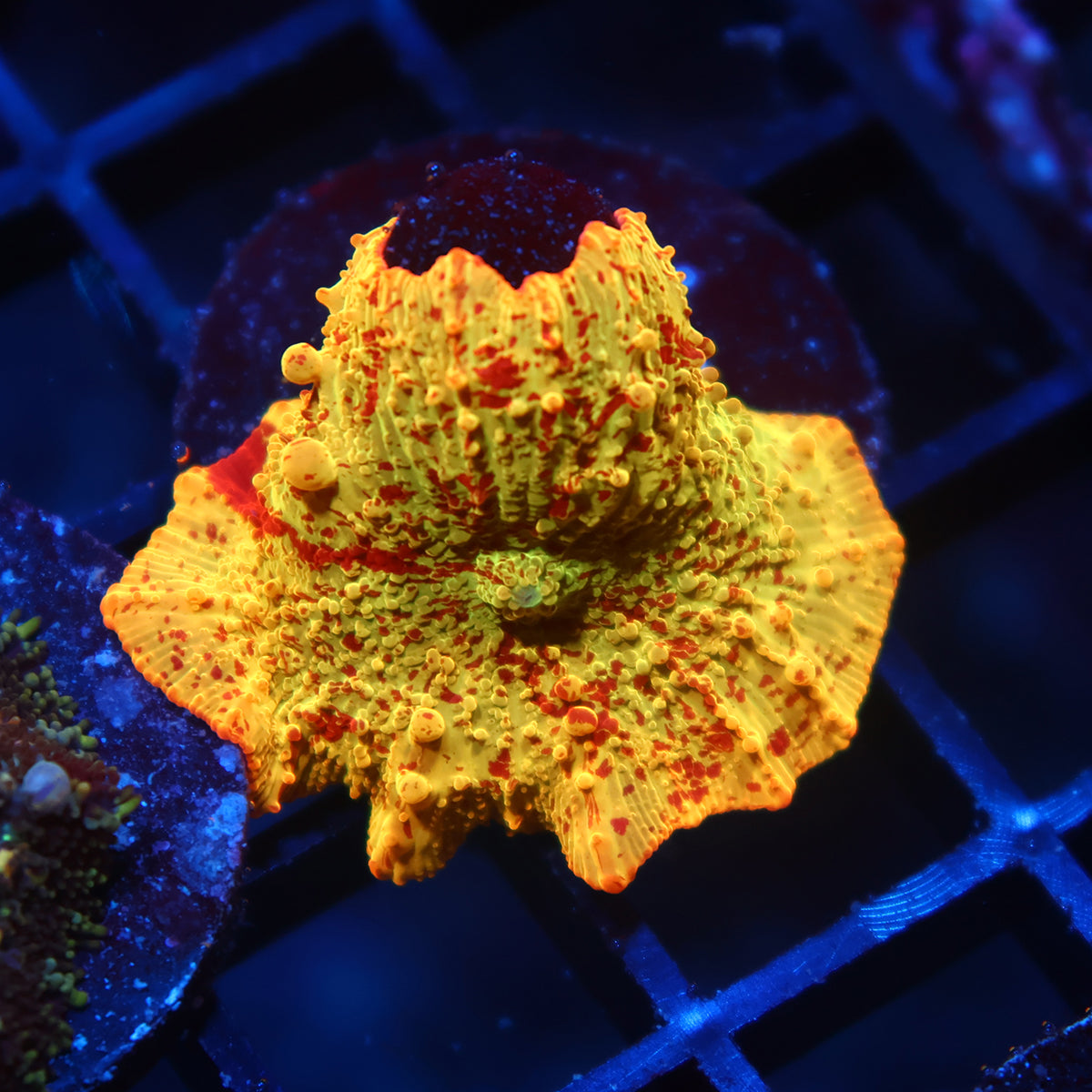 Mythical Corals Eclectus Bounce Mushroom