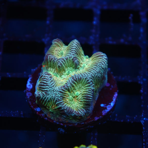 TCK Rainbow Platygyra