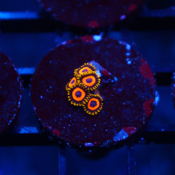 Eagle Eyes