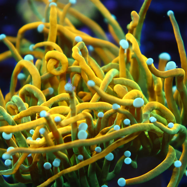 TCK "Saltwater Paradise HG" Torch