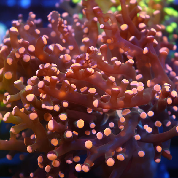 TCK Branching Gold Frogspawn