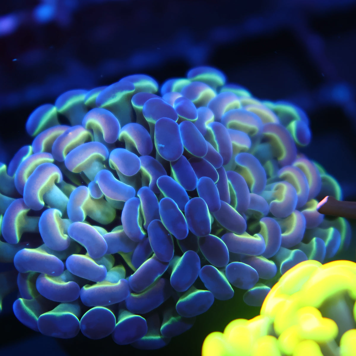 TCK Branching Purple Tips Hammer