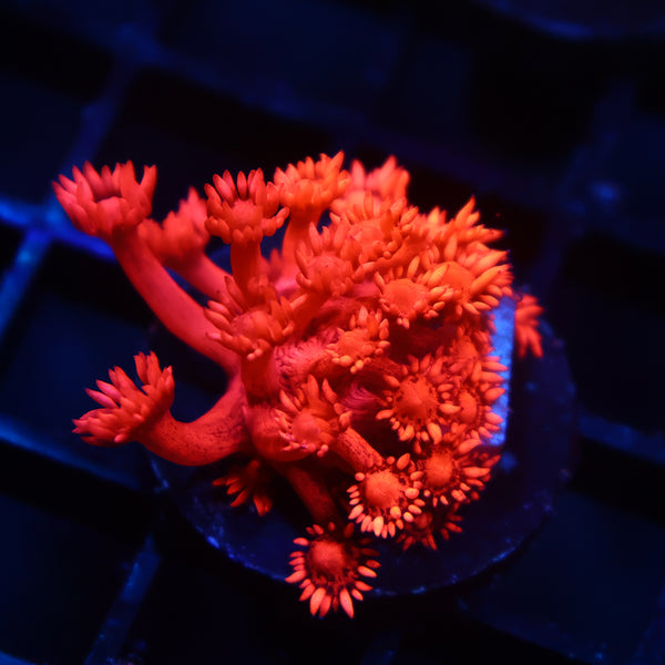 TCK Ruby Red Goni