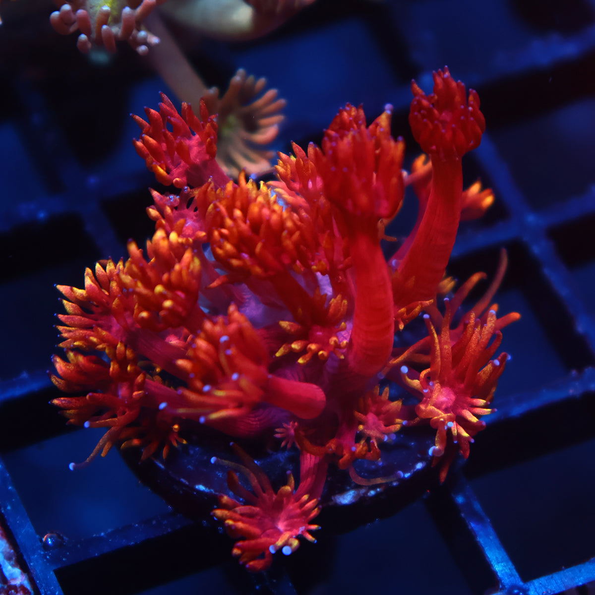 TCK Insane Flame Tips Goni