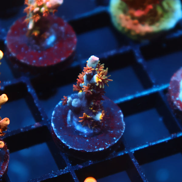 Tiny TCK Ghost Pepper Speciosa