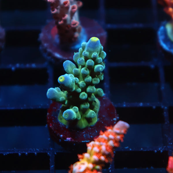 TCK Yellow Tips Austera