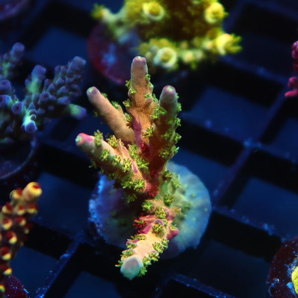 TCK Grafted Kaleidoscope