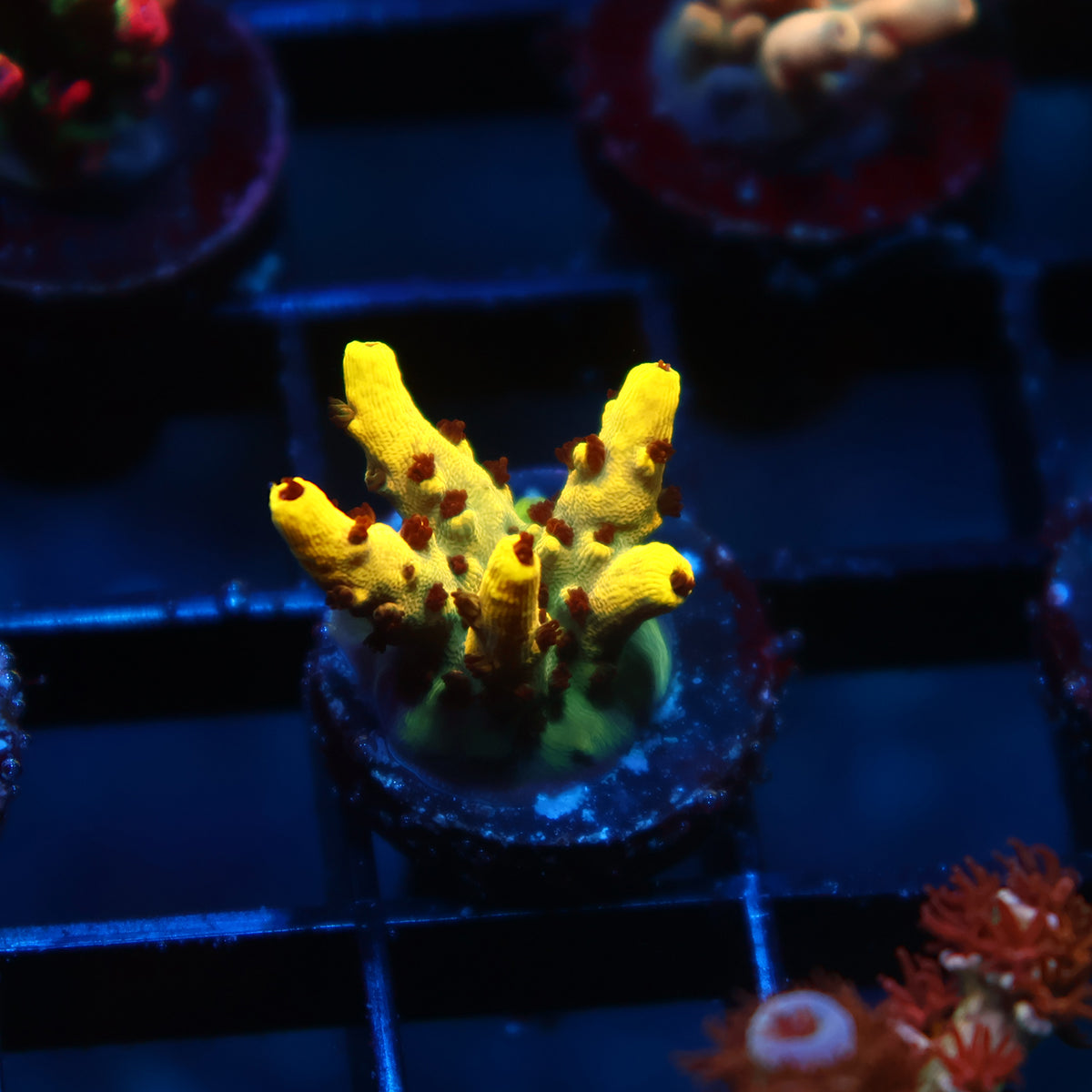 TCK Pikachu