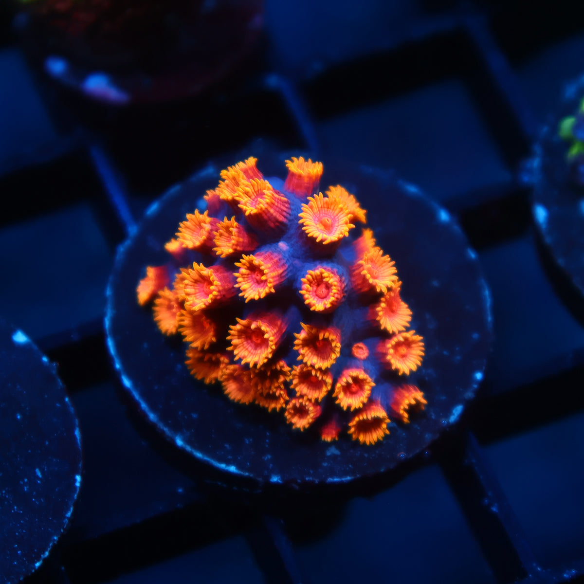 WWC Bizarro Cyphastrea