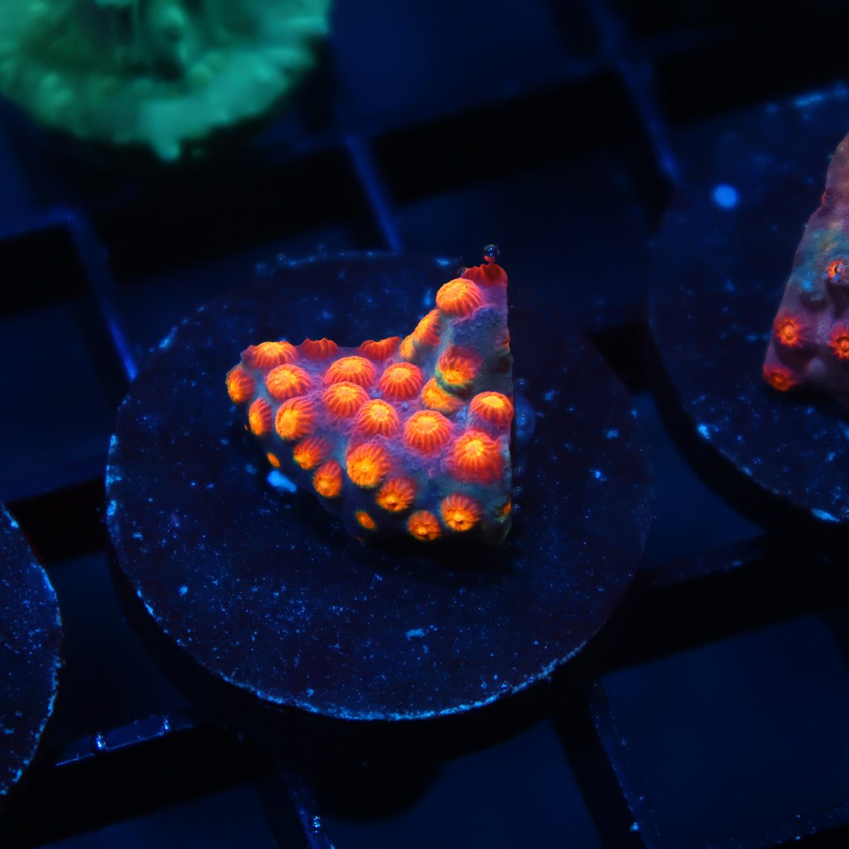 ARC Monets Madness Cyphastrea